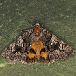 Catocala disjuncta Catocala disjuncta